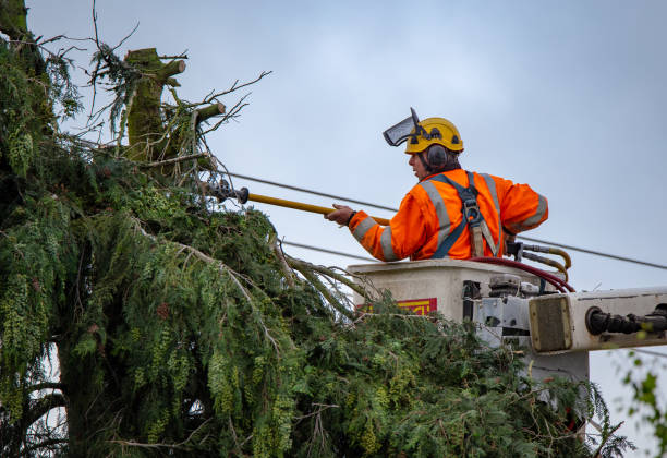 Trusted Whiteman Af, MO Tree Removal Services Experts